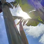 La Vedetta *